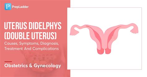 Uterine Didelphys: Causes, Symptoms, and Treatment